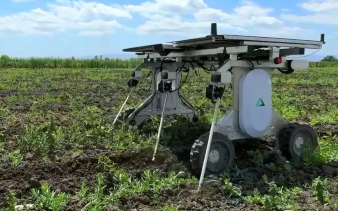 El robot con IA que jubilará a los agricultores: elimina la maleza sin pesticidas e «imita el trabajo de los humanos en los cultivos»