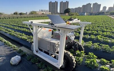 Prueban una cosechadora robótica de fresas en campo abierto