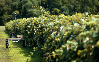 Plataformas digitales y robótica, el futuro de la agricultura sostenible