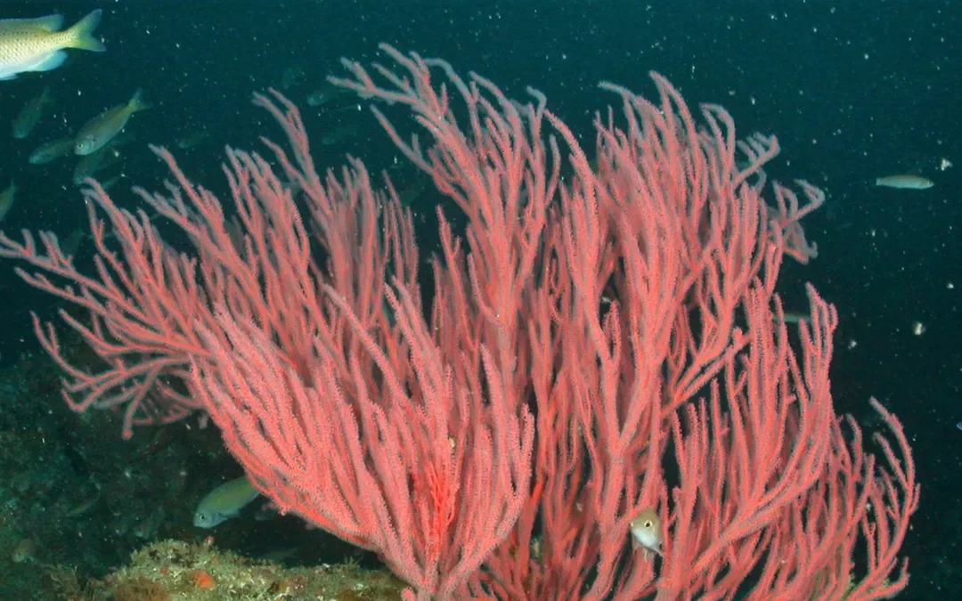 La robótica está a punto de ser redefinida y se lo debemos a este tipo de coral