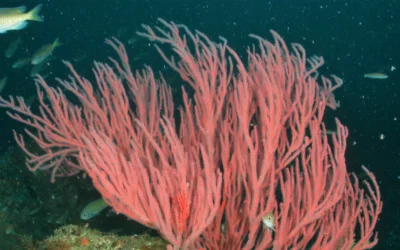 La robótica está a punto de ser redefinida y se lo debemos a este tipo de coral