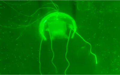 Así luce una medusa robótica con «software» basado en IA